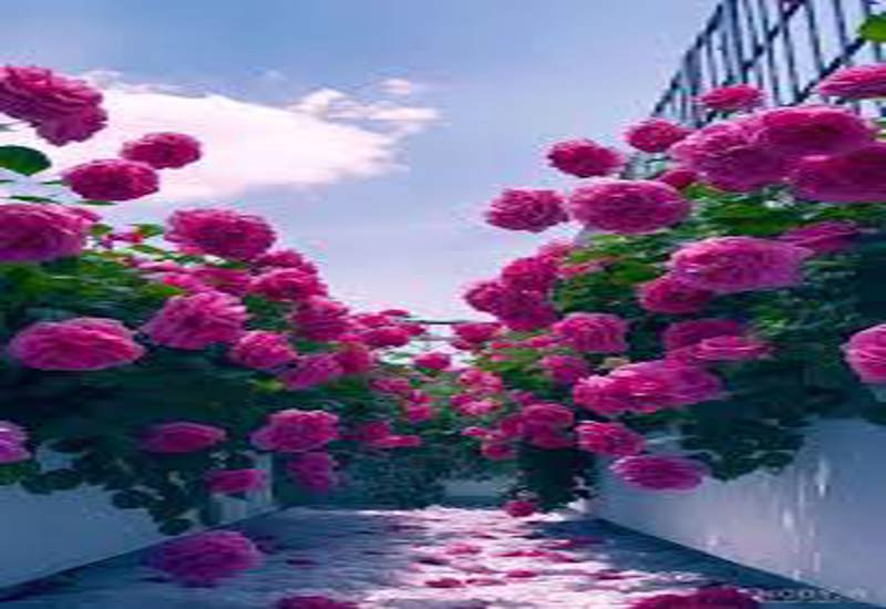 صدور گواهی دوره ها